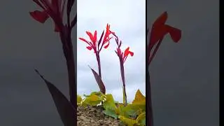 😱🔥Creative Videography 