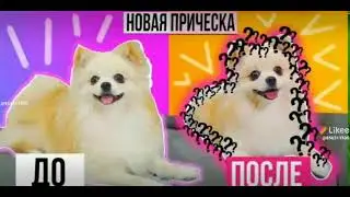 Баттерс❤❤❤и❤Элис❤