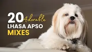20 Adorable LHASA APSO Mixes You’ll Fall in Love With!