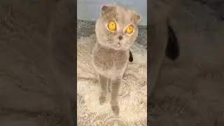 #вислоухий