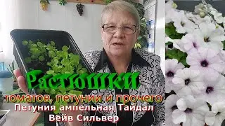 Рассада на лоджии.