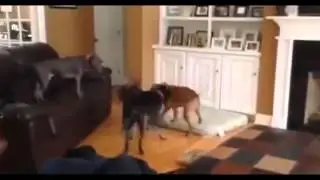 Прикол! Собака прыжками двигает мебель