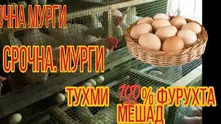 Срочна ба Фуруш Мурги Тухми 💯 %Фурхта Мешад