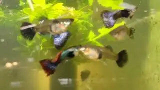 New mosaics and tigers ... young fishes