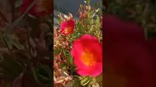 bud rose