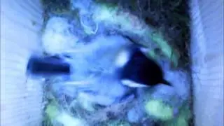 Great Tit with 9 eggs