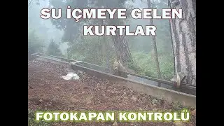 SU İÇMEYE GELEN KURTLAR /FOTOKAPAN KONTROLÜ 