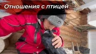 Ворон катается с крыши / Тест снегоуборочной машинки / Тренировки и нежности с Гошей