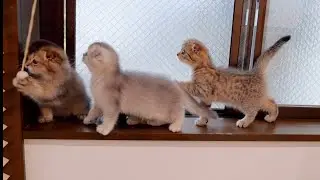 The father cat is worried about the kitten playing in a high place and warns him...