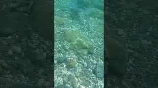 Underwater world/mundo submarino #shorts #sea #Mar #underwater #suscribe