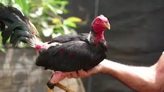 LA VERDAD SOBRE EL GALLO DE PELEA EN CANARIAS. DOCUMENTAL.