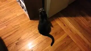 Problem Solving by a Cat, Sly Cat.