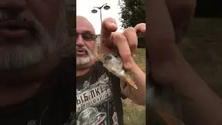 KILLER FISH 007 !!! TAGANKA 2023 !!! #fishing #commoncarp #carpworld #freshwaterfish #carpfish #fish