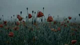 4K Gentle Rain on Red Poppies 🌧️ Dark Moody Ambient Sleep & Focus