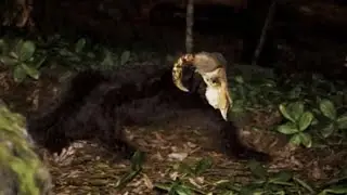 Videos INCOMODOS