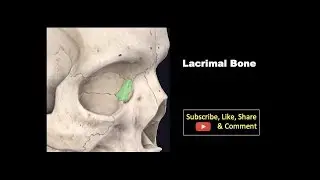 Osteology of Head & neck - Lacrimal Bone 