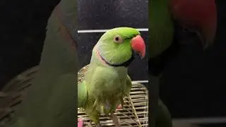 #bird
