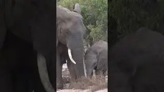 ❤️ Majestic African Elephant & Adorable Baby Elephant Cuteness Overload! 🐘 #elephant #wildlife