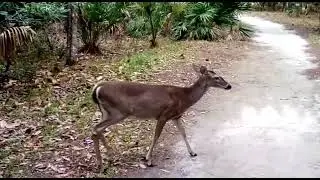 DEER at a FLORIDA park! Near Clearwater