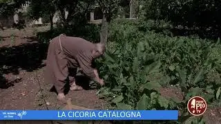 La cicoria catalogna (Un giorno un fiore 19 Novembre 2022)