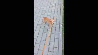 Танцы  в Измайловском парке 27.07.2019