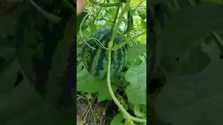 Богатый урожай! июль 23 год, дыни и арбузы 