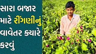 ઉનાળામાં રીંગણ નું વાવેતર ક્યારે કરવું !!! ક્યાં સમયે ઉનાળામાં રીંગણ નું વાવેતર કરવું જોઈએ.