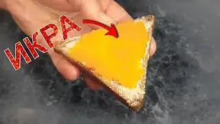 Настоящая ИКРА СВОИМИ РУКАМИ! Добываем ИКРУ ЩУКИ! Очень просто!