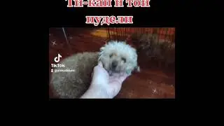 Тикап и той-пудель, щенки, девочки