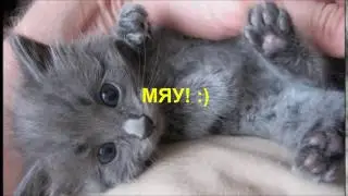 нщг - YouTube