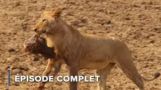 Les jeux de la faim des lions: réussiront-ils à tuer? | Récits de Zambie 106