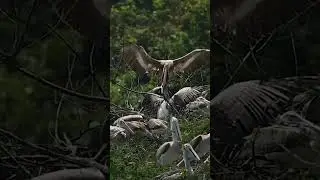 Painfully Nourishing Chicks - Spot-billed Pelican  #youtubeshorts #shorts  #birds #  #wildlife