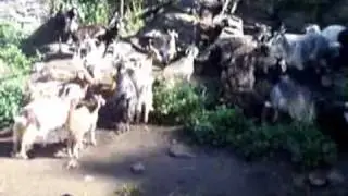 le CAPRE di ARTALE - Furci Siculo