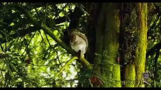 4K DUNGANNON SQUIRRELS, Part 4. Northern Ireland, November 13, 2018