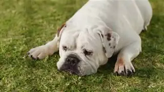 Old Dog, New Dog Ad Campaign