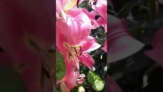 От гибрид