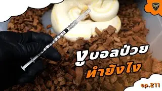 วิธีรักษางูบอลป่วยทำยังไง ? 【 EP.211| 4K 】#realityballpython #ballpython
