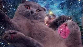 Dankest CAT Memes (SE:1 EP:2)