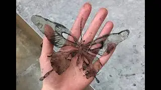 Son gününü yaşayan kelebek gibiyim daha ilk günümdeyim