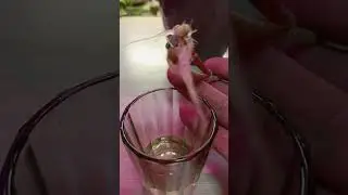 Как думаете, получится? 😊🌱