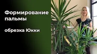 Palm Formation - Yucca Pruning