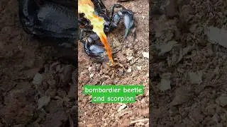 Bombardier beetle defends itself against giant scorpion 😱 | Tropical Forest Bees 