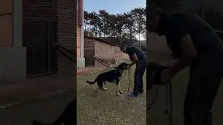Esko do Sadonana iniciando latidos ativos