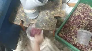 Как очень быстро перебрать ягоду от мусора дома