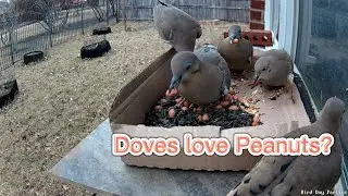How to Attract Doves to Your Bird Feeder? 🐦🐦