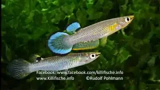 Aplocheilus panchax Phru Nai THM 2014