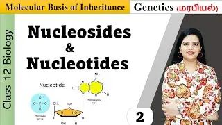 Nucleic Acids and Nucleotides |  Molecular Basis of Inheritance