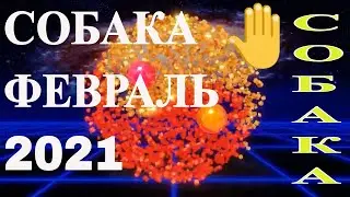 Собака в Феврале 2021 года. Восточный гороскоп для знака Собака на Февраль 2021 года.