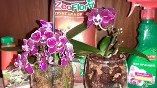 Посадка Орхидеи в Закрытую Систему с Zeoflora | Multiflora Cranberry Cha Cha