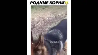 родные корни, всегда вернётся и найдёт  / native roots, will always return and find